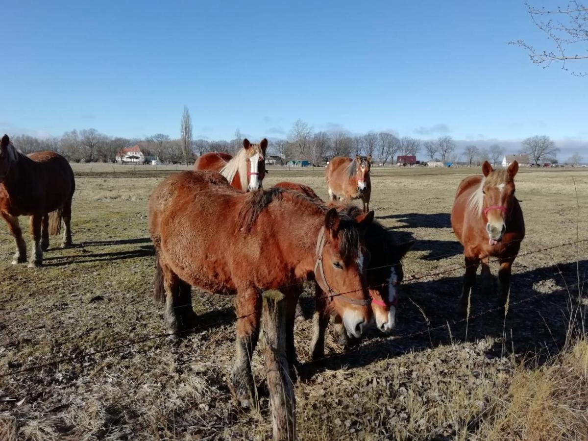 Domek Letniskowy Szuwarek Vila Świnoujście Exterior foto